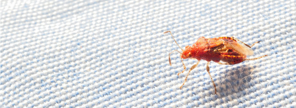 Top Signs You Have Bed Bugs